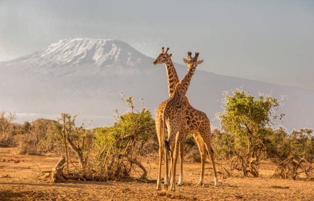 Banner Amazing Kenya - 6 Nights / 7 Days