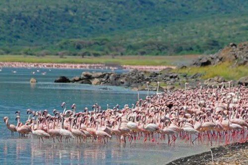 Amazing Kenya - 6 Nights / 7 Days