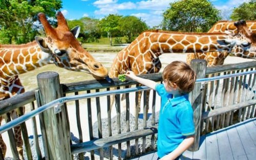 Dubai Safari Park