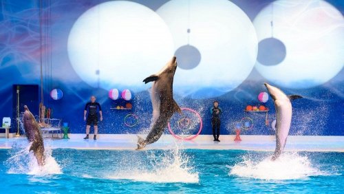 Dubai Dolphinarium - Dolphin & Seal Show