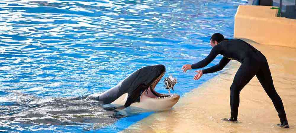 Dubai Dolphinarium - Dolphin & Seal Show